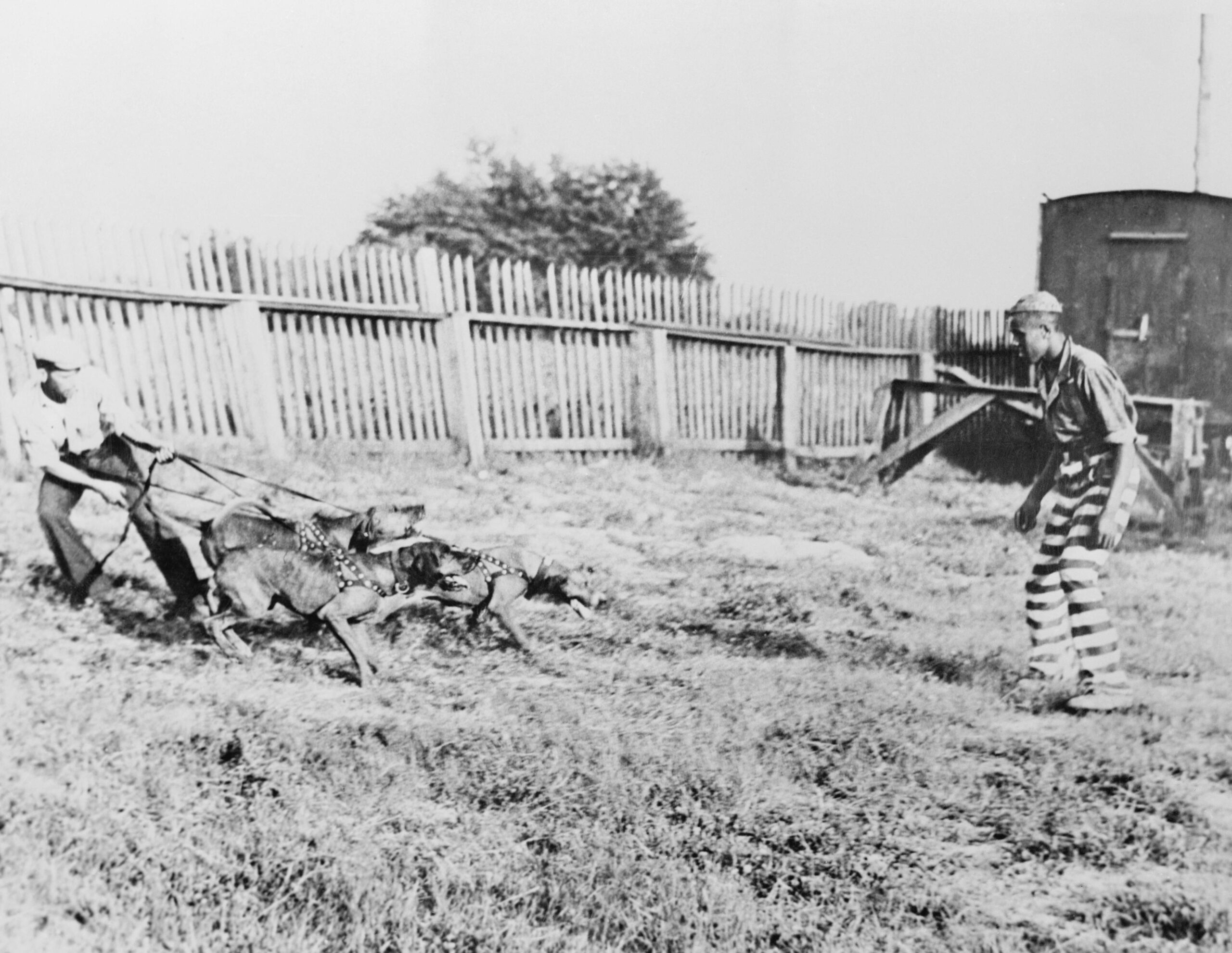 One of the more criticized features of the chain gang system was the use of dogs to hunt down fleeing felons. Here you see bloodhounds being trained for that task.